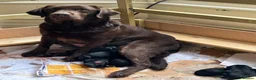 Labrador Retriever dogs for sale: KC registered working Labrador puppies - Advert 1