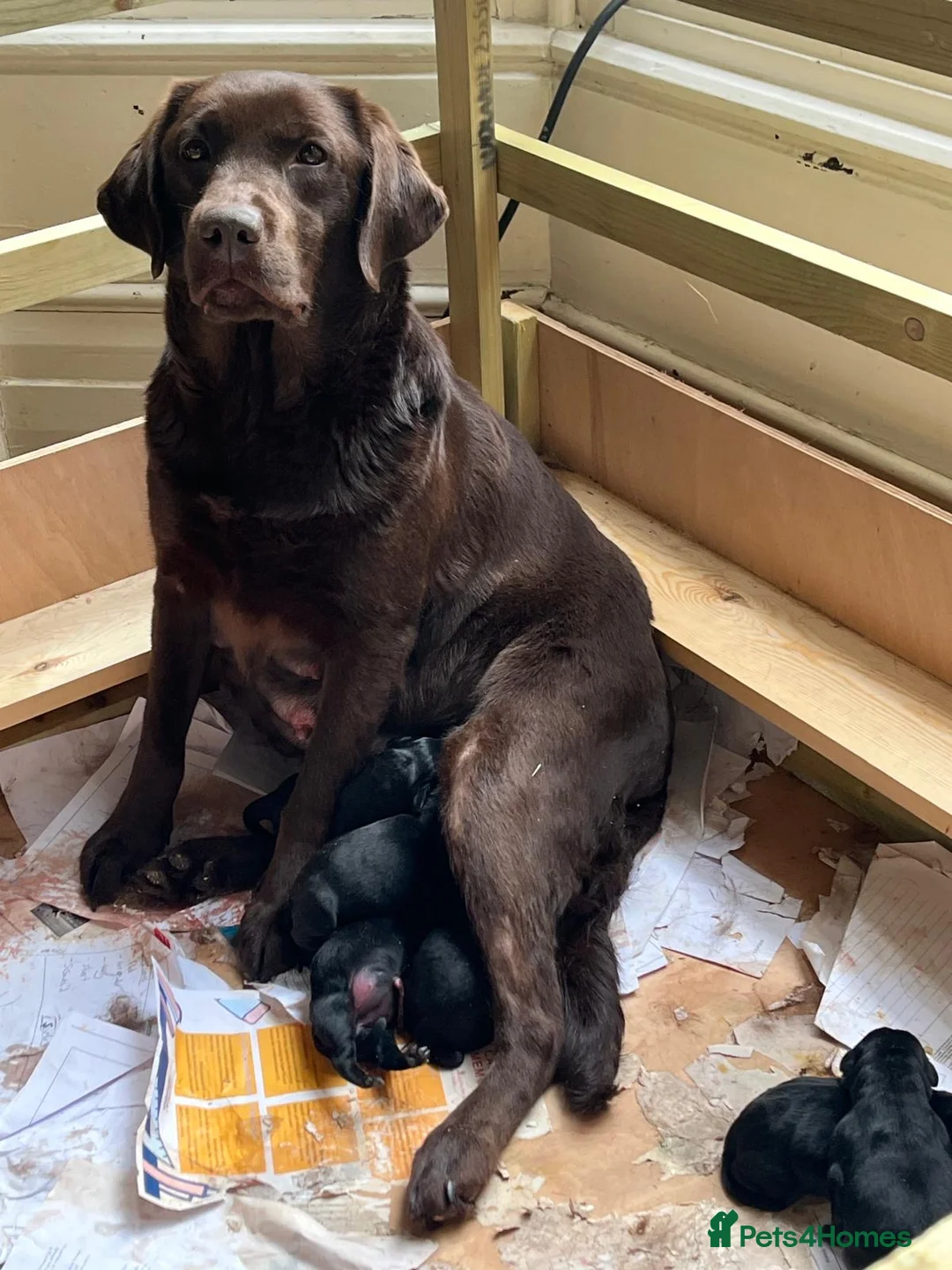 Labrador Retriever dogs for sale: KC registered working Labrador puppies - Advert 1