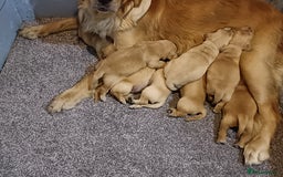 Golden Retriever dogs for sale: Gorgeous Golden Retriever Pups - Fox red  - Image 2