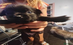 Mixed Breed dogs for sale: Beautiful chorkie mix pups  - Image 4