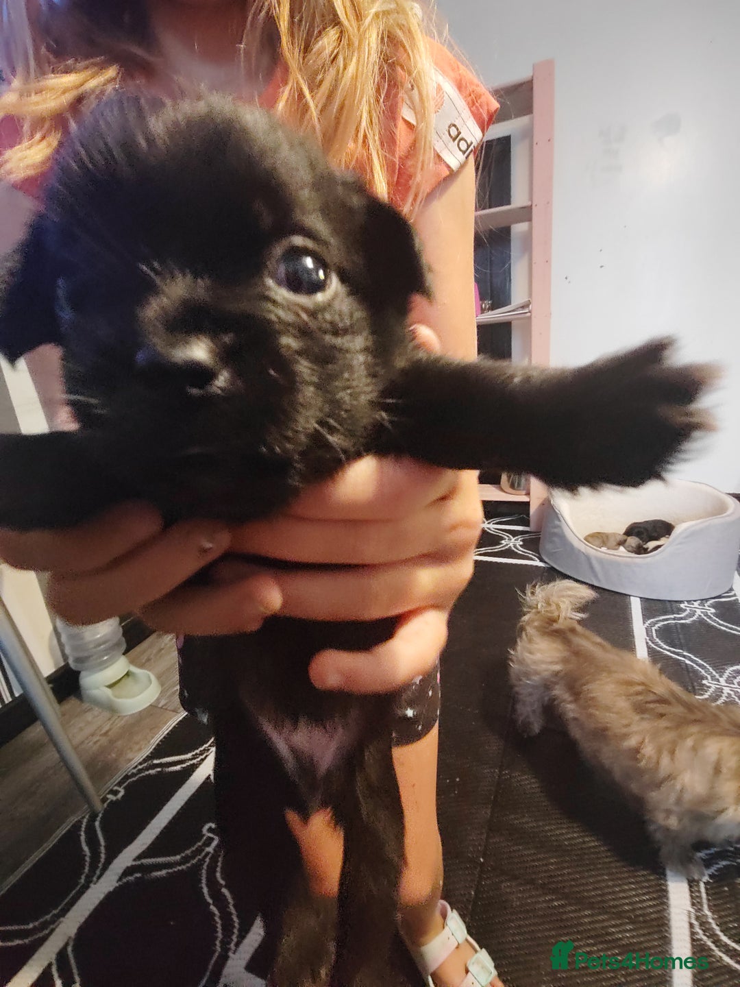 Mixed Breed dogs for sale: Beautiful chorkie mix pups  - Image 4