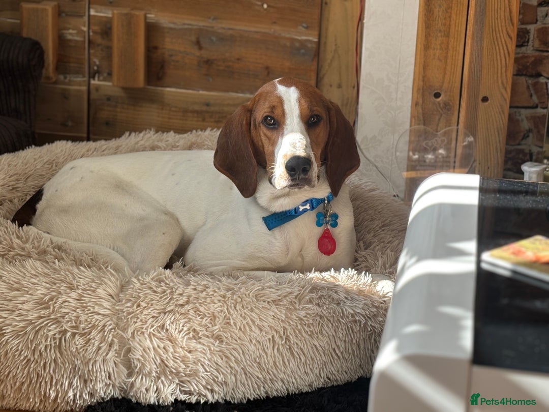 Mixed Breed dogs for sale: Beautiful Dog for rehoming - Advert 4