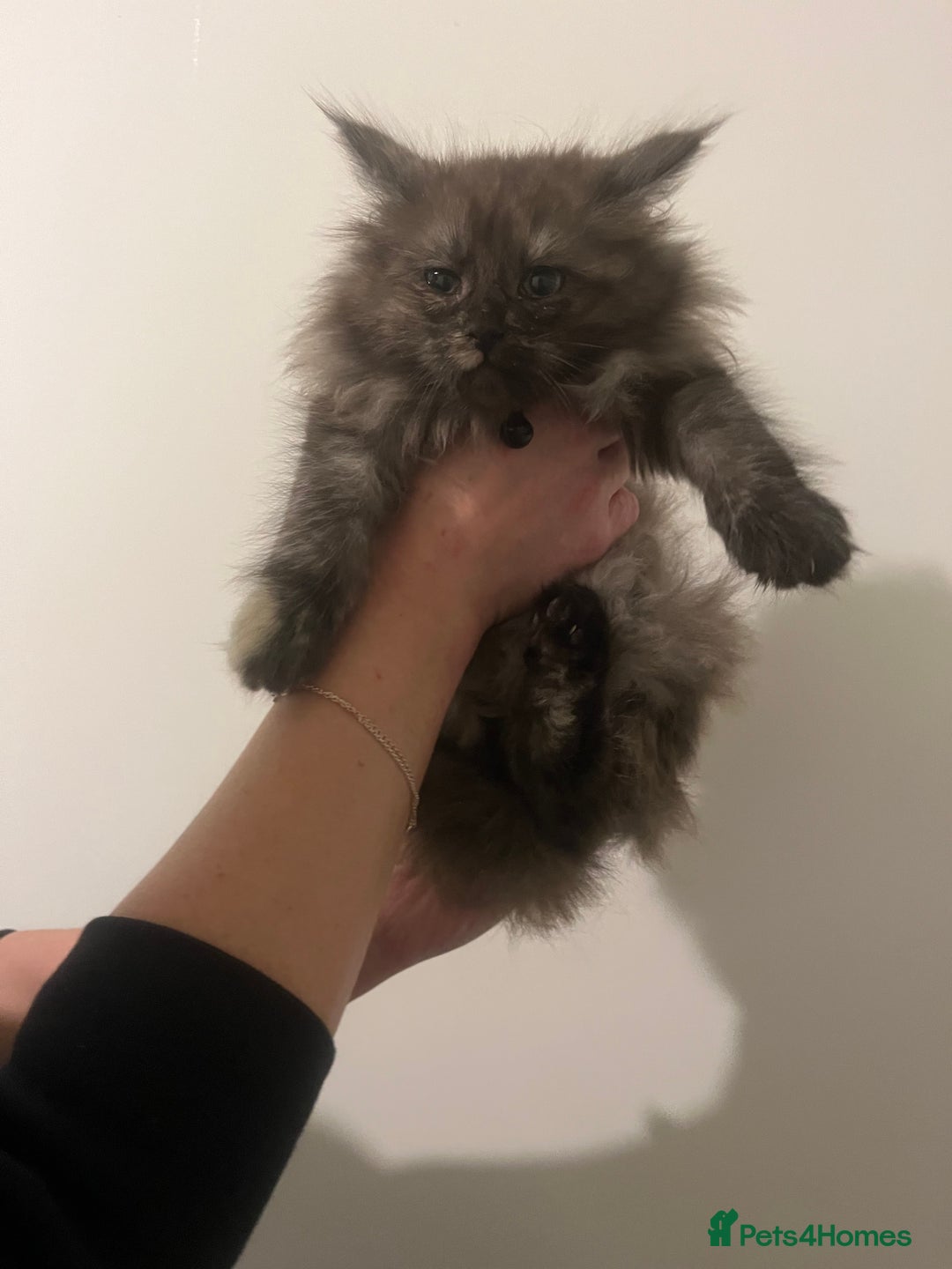 Maine Coon cats for sale: 2 girl main coon kittensFor sale  - Advert 6