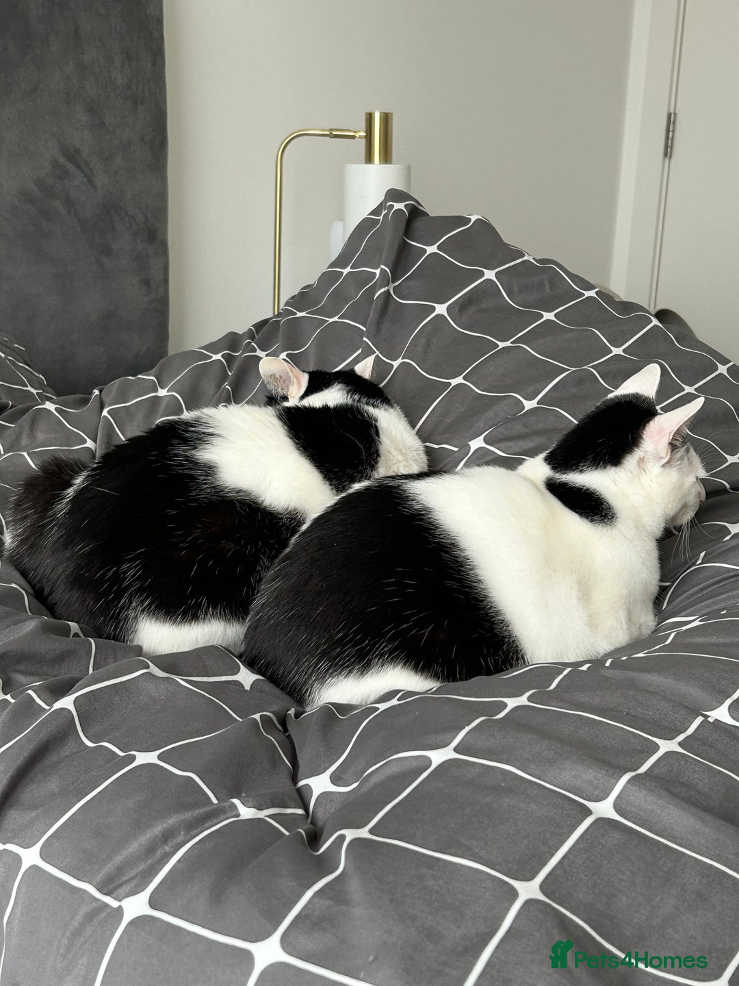 Mixed Breed cats for sale: 💔 Heartbreaking Rehoming – Manchester - Image 7