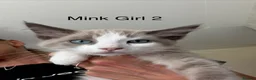 Ragdoll cats for sale: Ragdoll Kittens ready now  - Advert 4