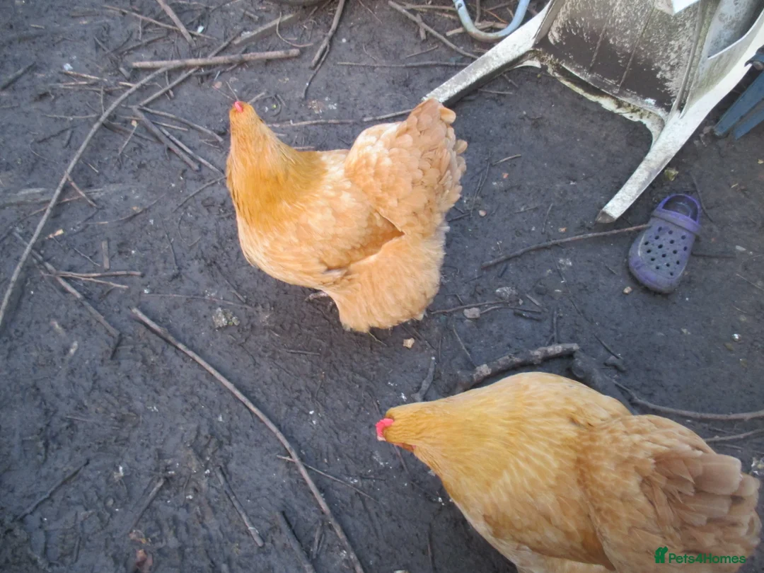 Chickens poultry for sale: 2 x Buff Orpington hens in Shepton Mallet - Advert 2