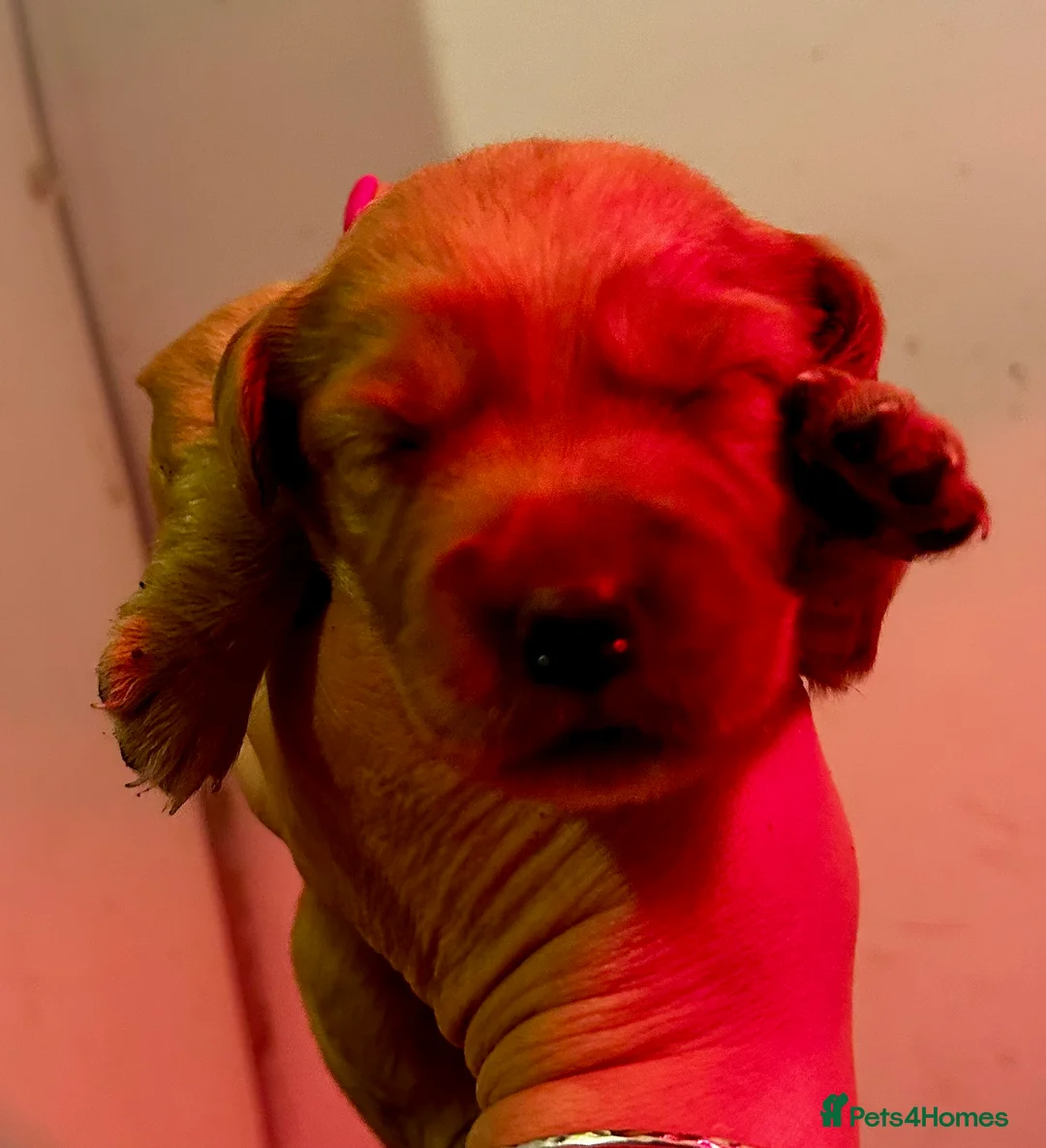 Cockerdor dogs for sale: Beautiful Cockerdors - Advert 12