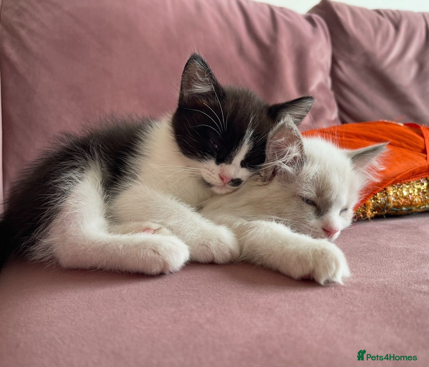 Mixed Breed cats Child Friendly Ragdoll Cross Kittens - Advert 8