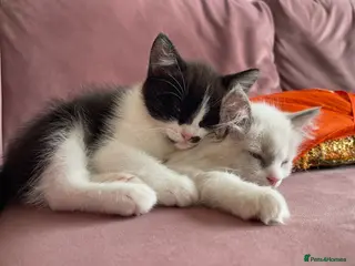 Mixed Breed cats Child Friendly Ragdoll Cross Kittens - Advert 8