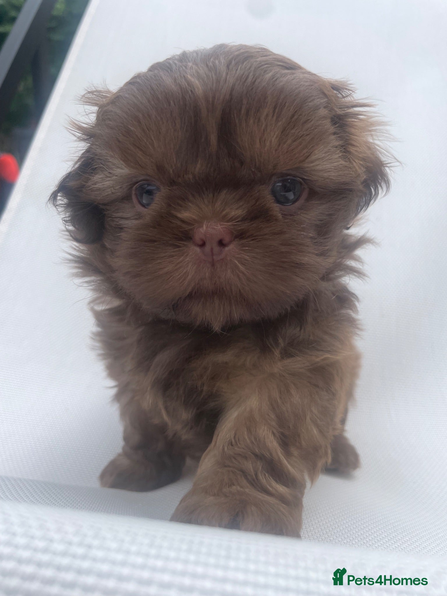 Shih Tzu dogs 2 boys available 🧸 ready in 2 wks 🐾🐾  - Advert 1