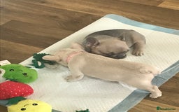 French Bulldog dogs for sale: 2 French Bulldog Puppy’s available - Image 7