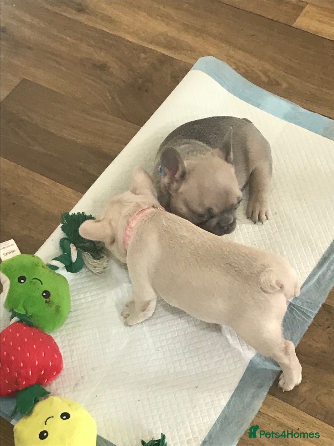 French Bulldog dogs for sale: 2 French Bulldog Puppy’s available - Image 7