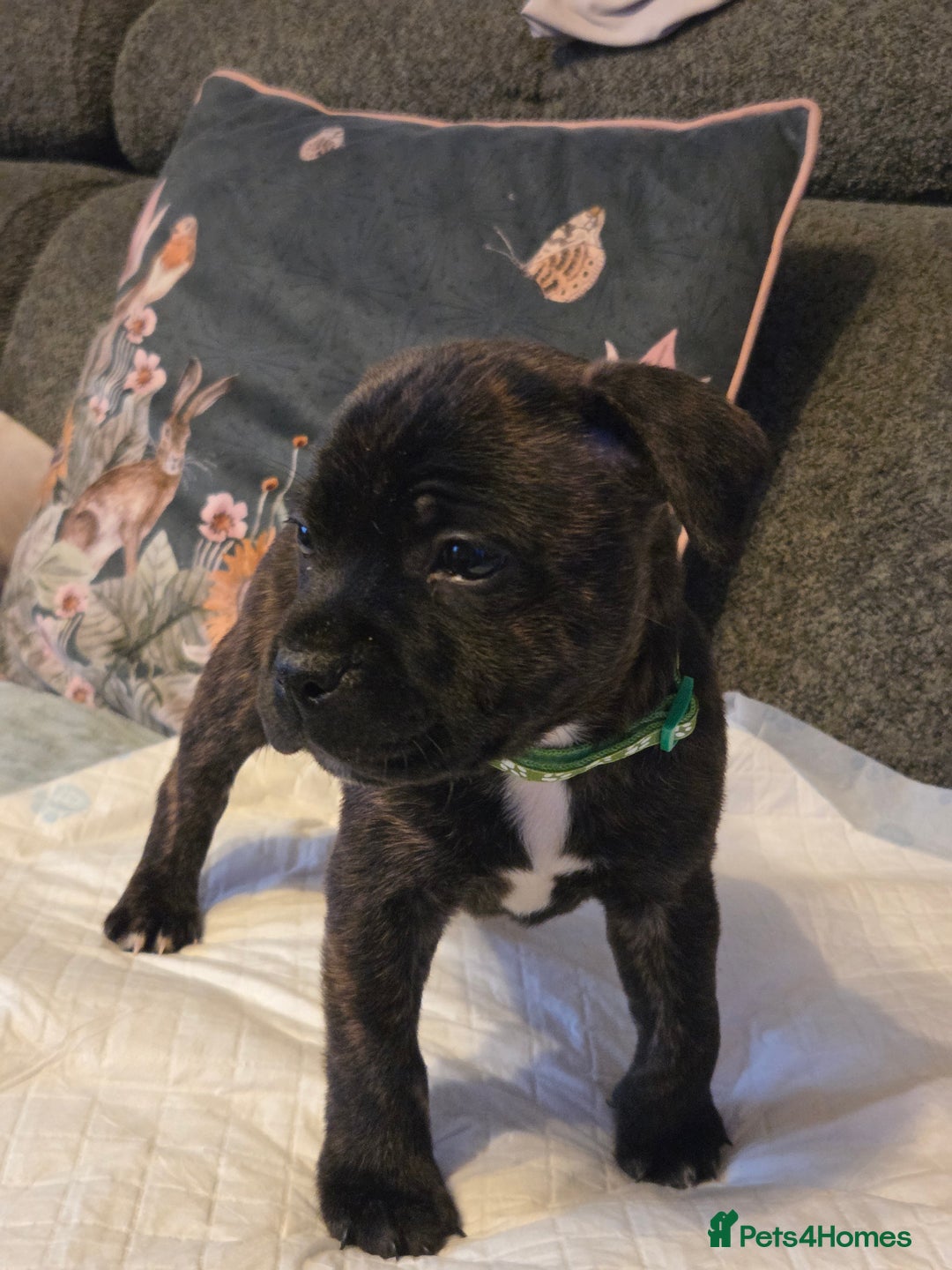 Staffordshire Bull Terrier dogs for sale: Red blue brindle Puppys Staffordshire bull terier  - Advert 24