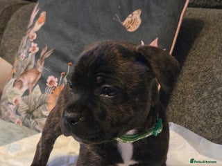Staffordshire Bull Terrier dogs Red blue brindle Puppys Staffordshire bull terier - Advert 10