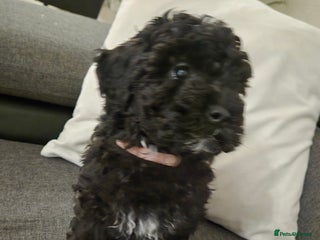 Maltipoo dogs - Advert 14