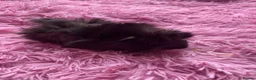 Guinea Pig rodents for sale: Beautiful baby Guinea pigs  - Advert 2