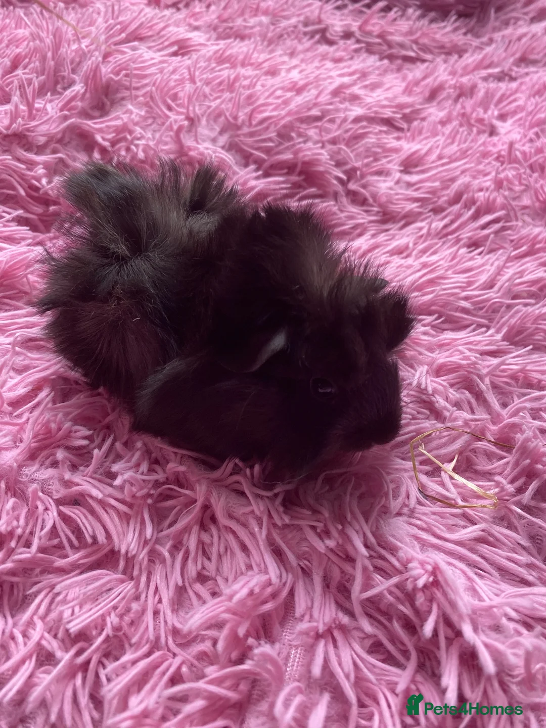 Guinea Pig rodents for sale: Beautiful baby Guinea pigs  - Advert 2