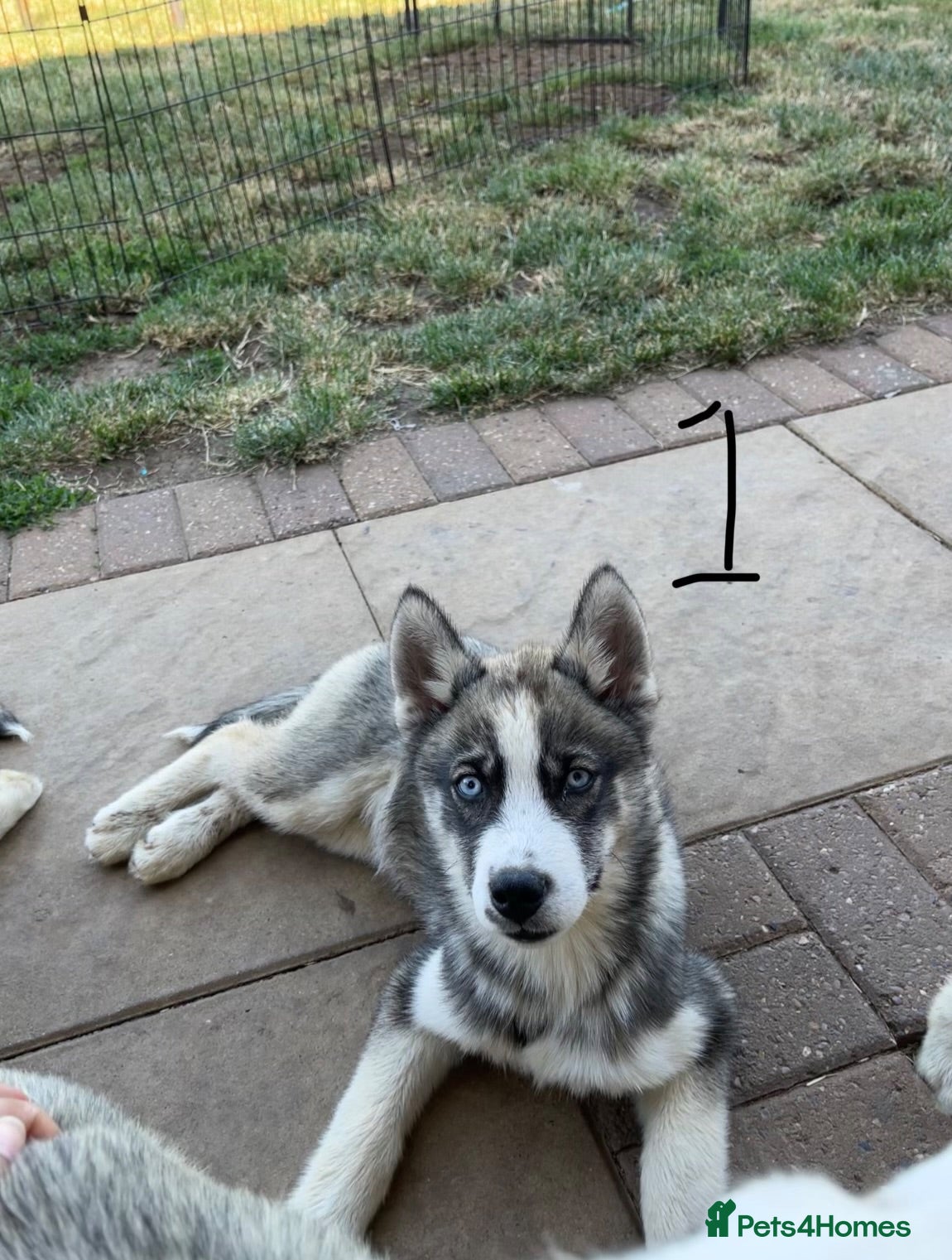 Siberian Husky dogs 3 Stunning Male Pups - Advert 2