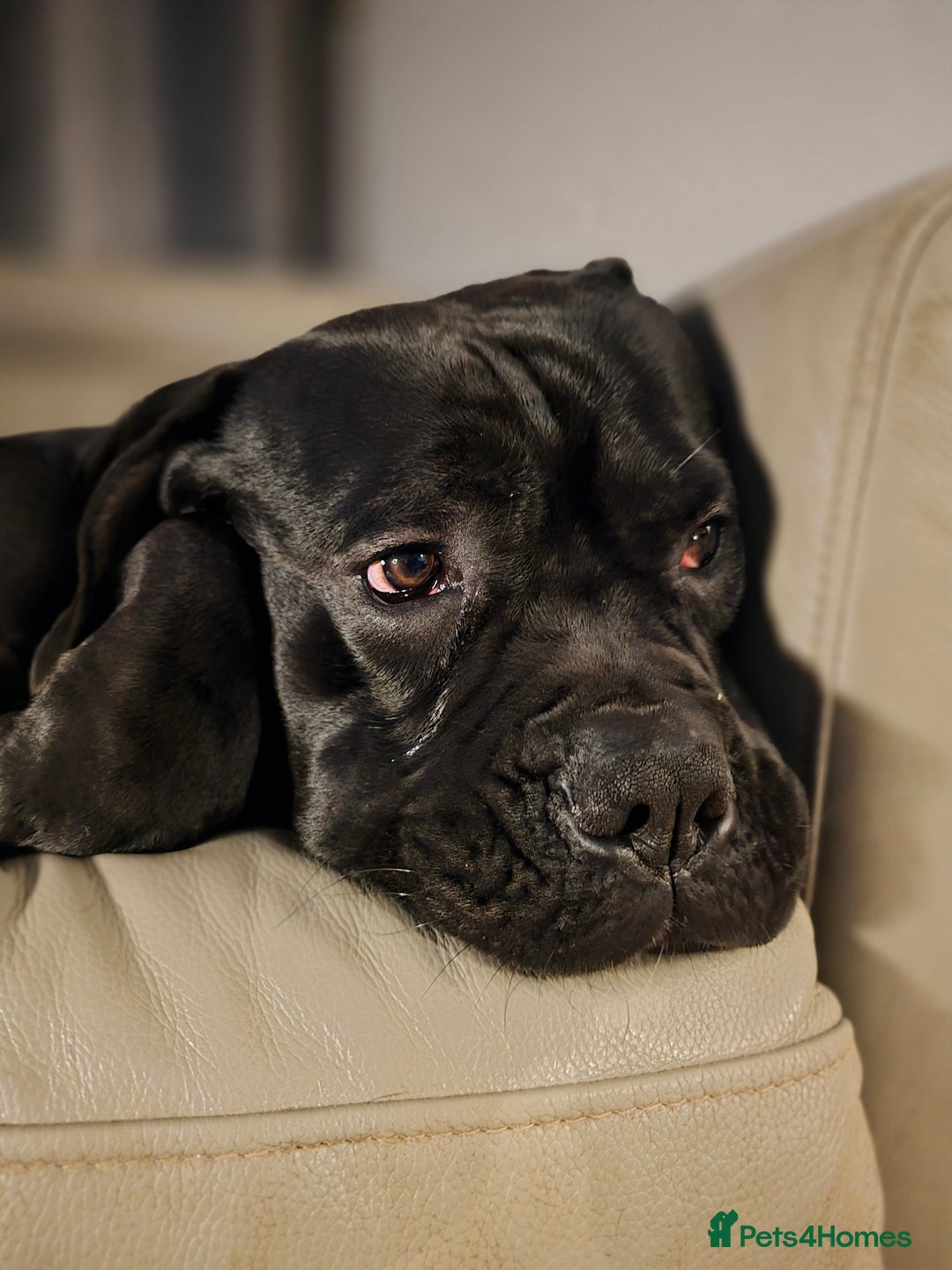 Cane Corso dogs for sale: Arlo - Cane Corso 2 yrs old - Advert 4