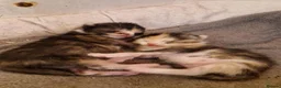 Domestic Shorthair cats for sale: Calico Kittens in Halifax - Advert 6