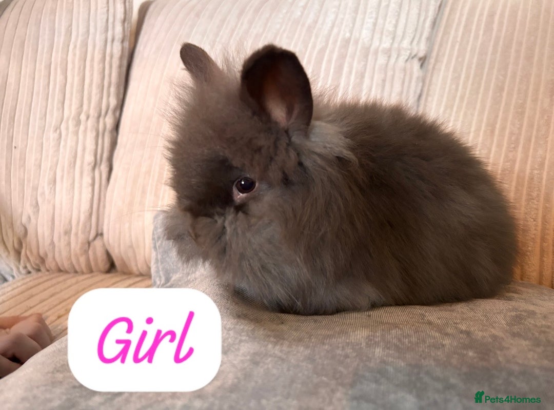 Angora rabbits for sale: Blue/chocolate Fluffy Angora babies  - Advert 2