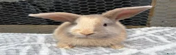 Mini Lop rabbits for sale: Beautiful coloured mini lops - Advert 18