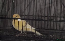 Canaries birds for sale: Canary pair for sale - Image 2