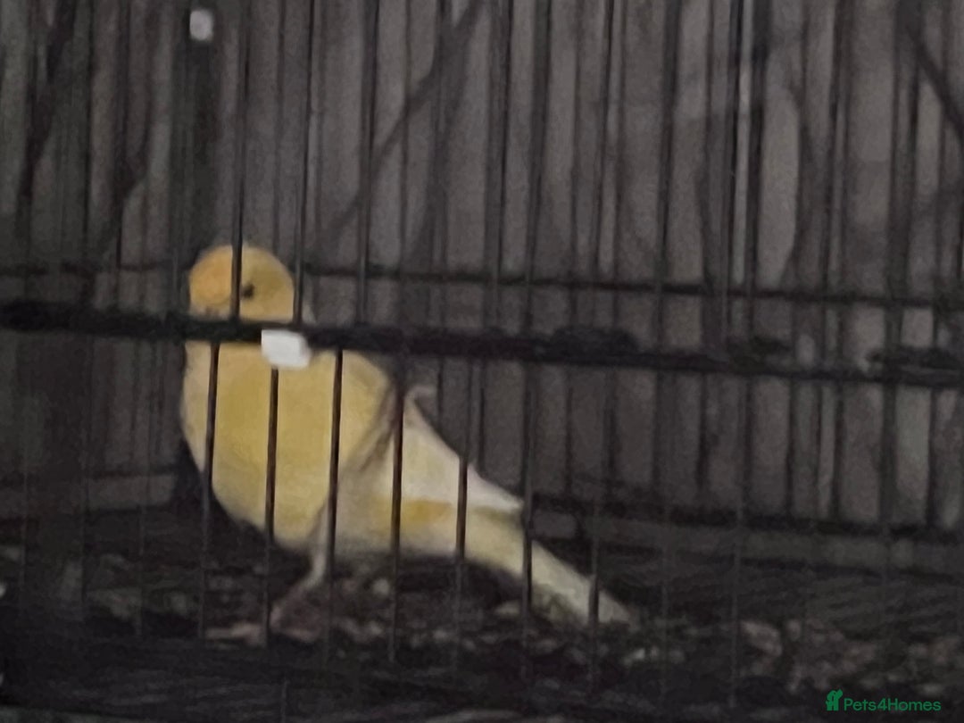 Canaries birds for sale: Canary pair for sale - Image 2