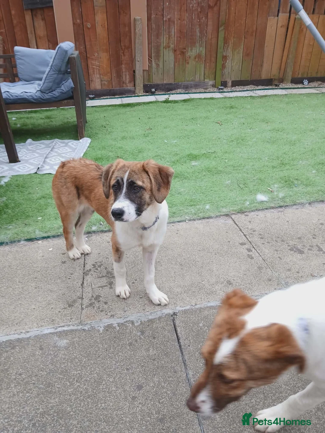 Mixed Breed dogs for adoption: Zoe.  in Stockton-on-Tees - Advert 1