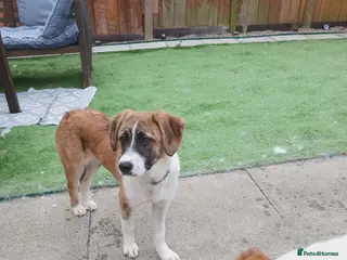 Mixed Breed dogs Zoe. - Advert 1