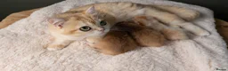 British Shorthair cats for sale: 3 Exceptional BSH Black Golden Chinchilla/Sunshine - Advert 11