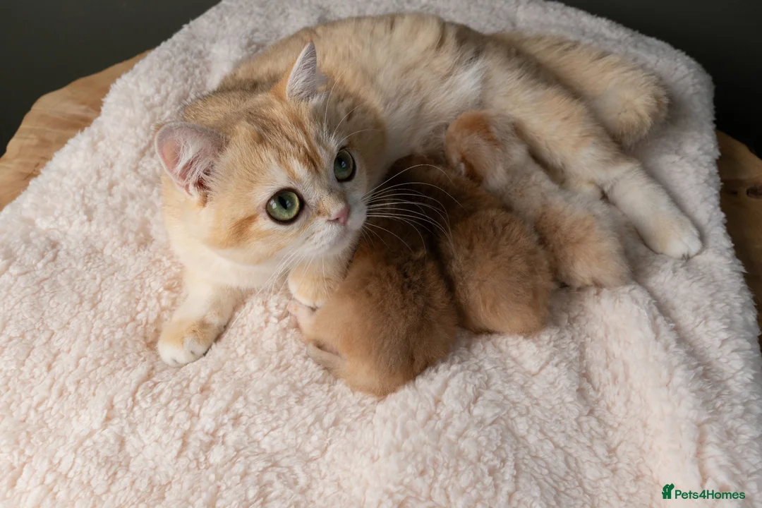 British Shorthair cats for sale: 3 Exceptional BSH Black Golden Chinchilla/Sunshine - Advert 11