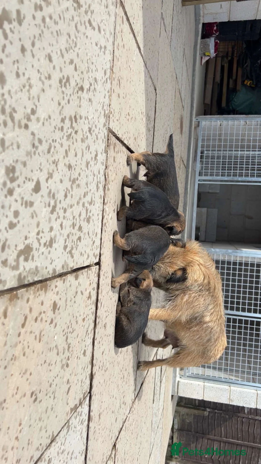Border Terrier dogs for sale: Border Terrier puppies for sale SLEM Clear OXCROFT - Advert 32