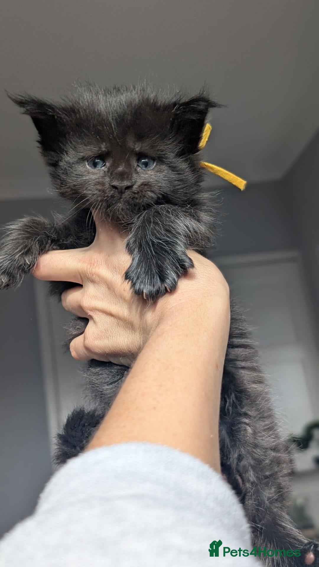 Maine Coon cats Black&Black Smoke Tica registered  - Advert 1