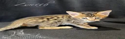 Savannah cats for sale: Excellent Quality Tica Registered Purebred kittens - Advert 15