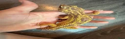 Leopard Gecko reptiles for sale: Community of leopard geckos  - Advert 8