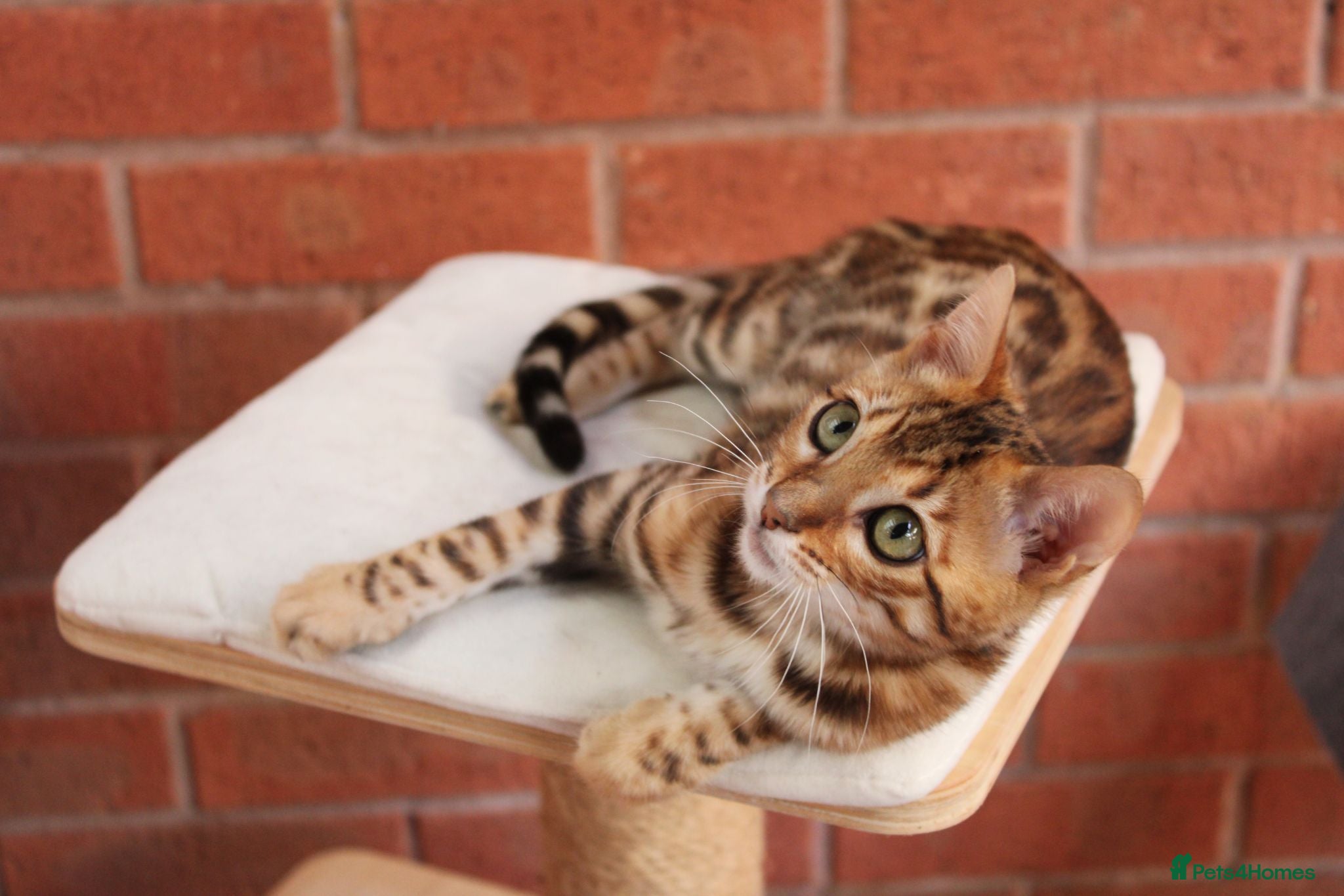 Bengal cats 🐾 Beautiful Bengal Kitten Aurora🐾 - Advert 1