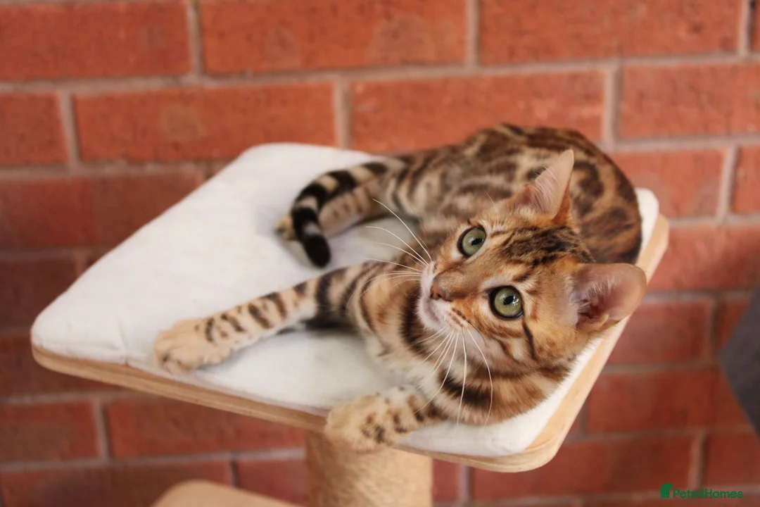 Bengal cats for sale: 🐾 Beautiful Bengal Kitten Aurora🐾 - Advert 1