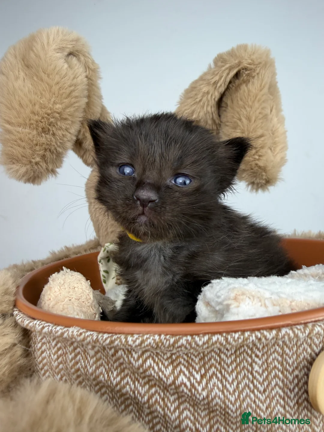 Ragcoon cats for sale: 🤍 RAGDOLL X MC KITTENS | HEALTH-TESTED PARENTS - Advert 30