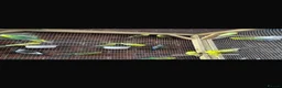 Ringnecks birds for sale: Stunning Budgies - Advert 7