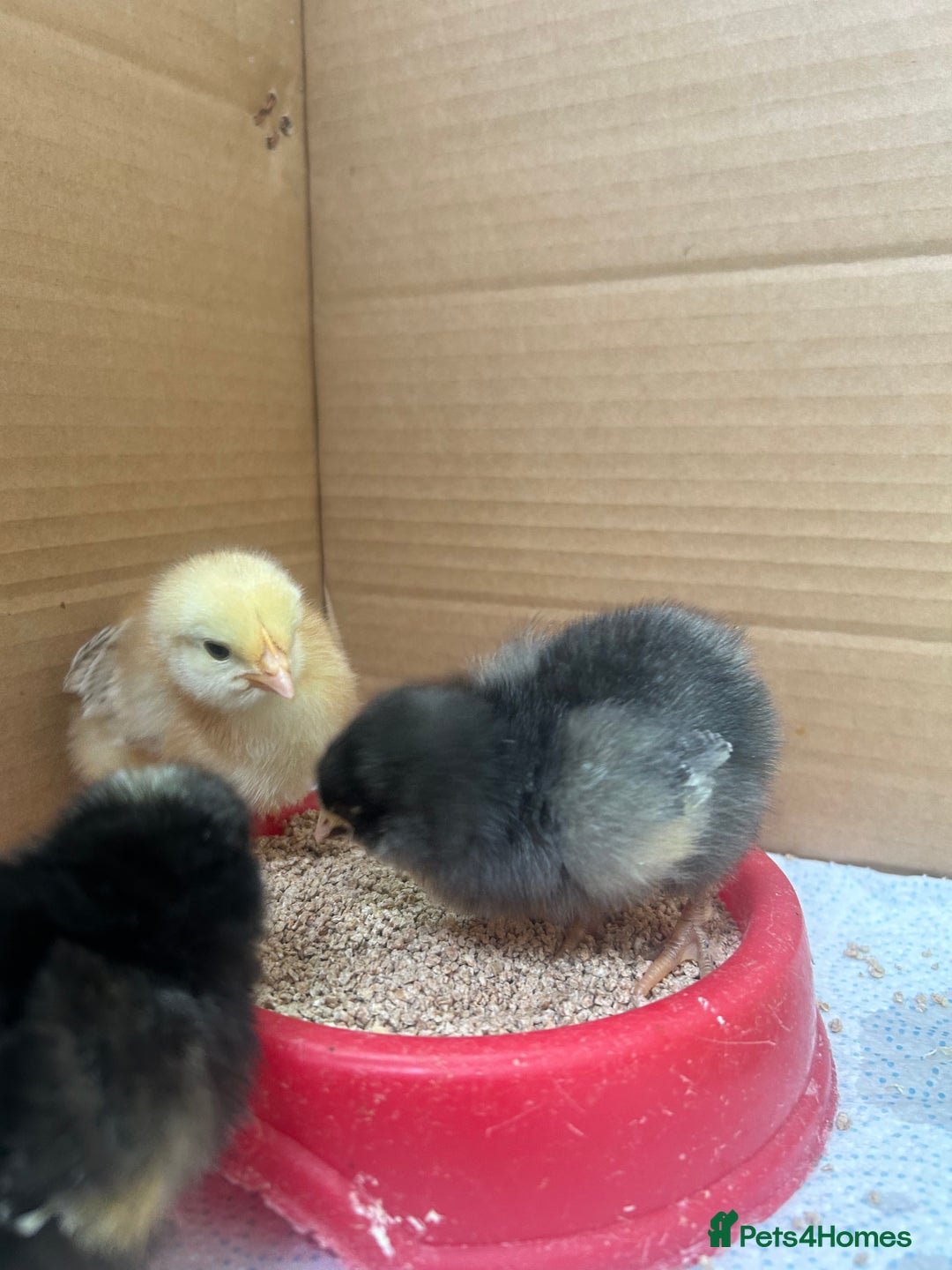 Chickens poultry for sale: Chicks for sale  - Image 7