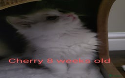Ragdoll cats for sale: GCCF pedigree ragdoll kittens for sale £850 -£1100 - Image 9