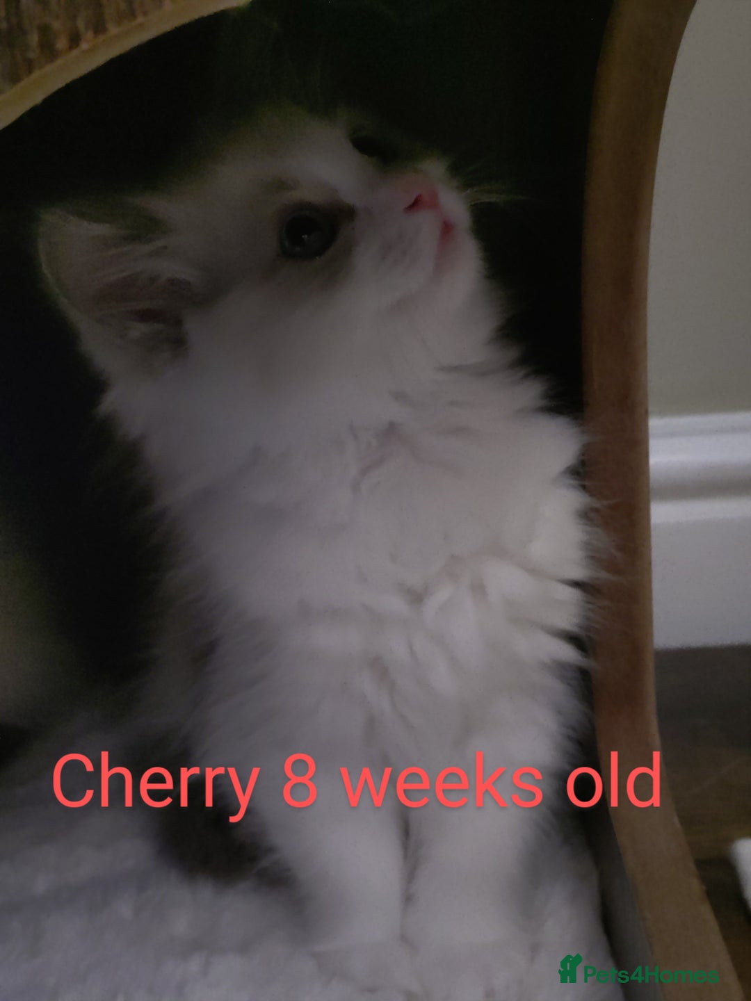 Ragdoll cats for sale: GCCF pedigree ragdoll kittens for sale £850 -£1100 - Image 9
