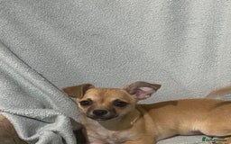 Chihuahua dogs for sale: 1 male and 1 female smooth coat Chihuahua - Image 8