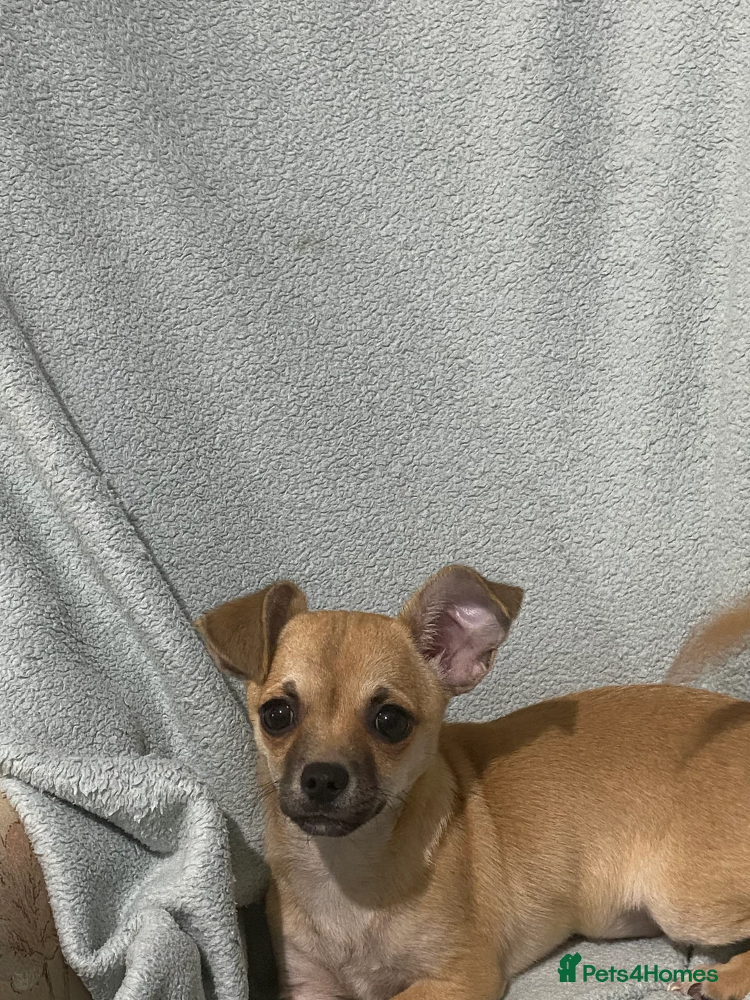 Chihuahua dogs for sale: 1 male and 1 female smooth coat Chihuahua - Advert 8