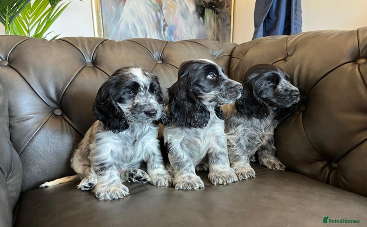 Cocker Spaniel dogs - Advert 14