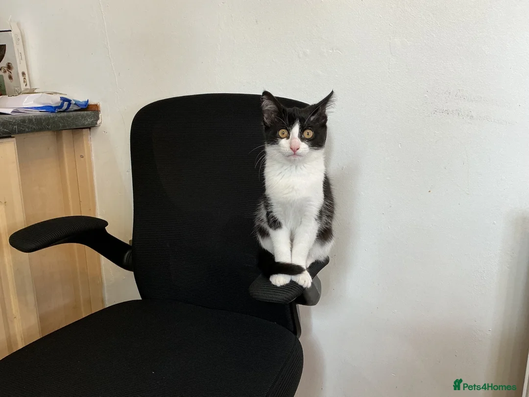 Mixed Breed cats for sale: Female  - Advert 1