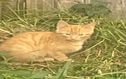 Mixed Breed cats for sale: Farm Kittens - Image 1