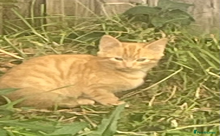 Mixed Breed cats - Advert 14