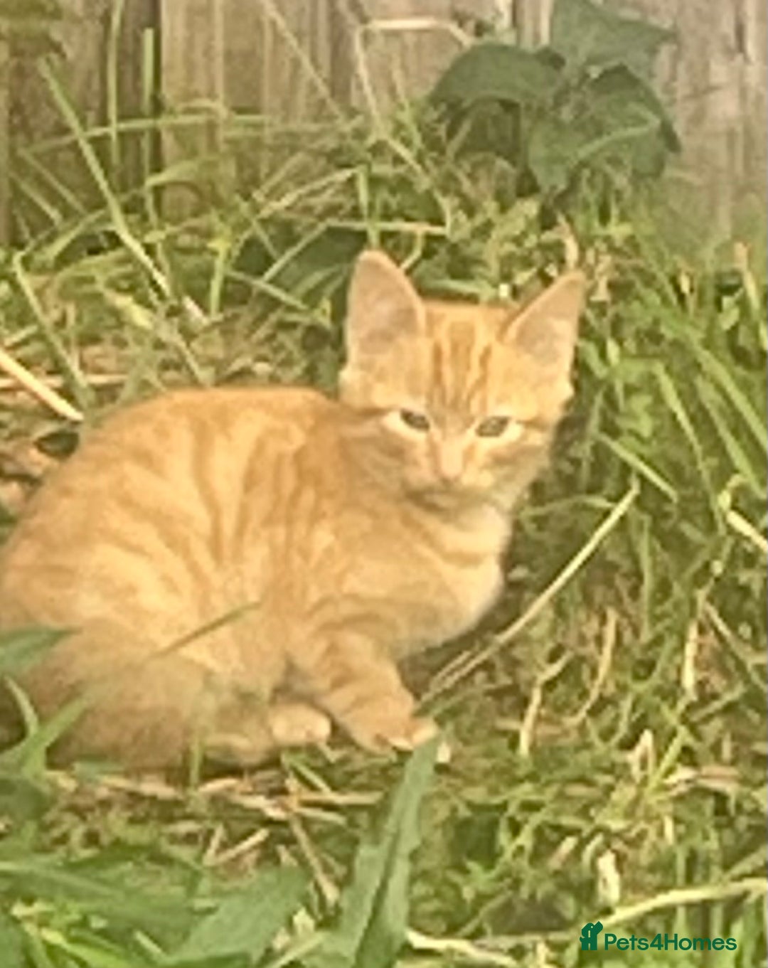 Mixed Breed cats for sale: Farm Kittens - Image 1